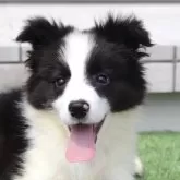 ボーダーコリー