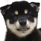 柴犬(標準サイズ)