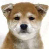 柴犬(標準サイズ)