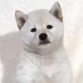 柴犬(標準サイズ)