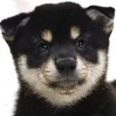 柴犬(標準サイズ)