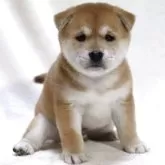 柴犬(標準サイズ)【滋賀県・女の子・2025年9月12日・赤】の写真4