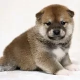 柴犬(標準サイズ)【滋賀県・男の子・2025年3月29日・赤】の写真2