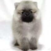 ポメラニアン【滋賀県・男の子・2025年9月5日・ウルフセーブル】の写真2