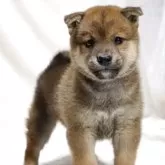 柴犬(標準サイズ)【滋賀県・男の子・2025年8月31日・赤】の写真2