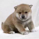 柴犬(標準サイズ)【滋賀県・女の子・2025年11月1日・赤】の写真4