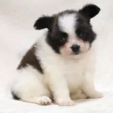 パピヨン【滋賀県・男の子・2025年7月23日・ホワイト&ブラウン】の写真3