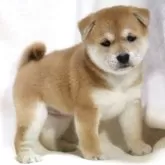 柴犬(標準サイズ)【滋賀県・女の子・2025年9月12日・赤】の写真2