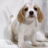 ビーグル【滋賀県・女の子・2025年9月24日・レモン&ホワイト】の写真4