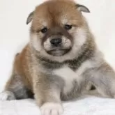 柴犬(標準サイズ)【滋賀県・男の子・2025年3月29日・赤】の写真5
