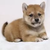 柴犬(標準サイズ)【滋賀県・女の子・2025年9月26日・赤】の写真10