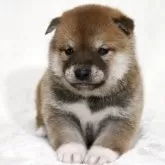柴犬(標準サイズ)【滋賀県・男の子・2025年3月29日・赤】の写真6
