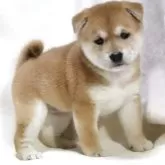 柴犬(標準サイズ)【滋賀県・女の子・2025年9月12日・赤】の写真3