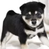 柴犬(標準サイズ)【滋賀県・女の子・2025年5月28日・黒】の写真10