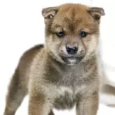 柴犬(標準サイズ)【滋賀県・男の子・2025年8月31日・赤】の写真5