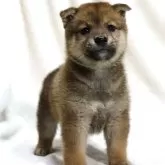 柴犬(標準サイズ)【滋賀県・男の子・2025年8月31日・赤】の写真6