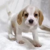 ビーグル【滋賀県・女の子・2025年9月24日・レモン&ホワイト】の写真6