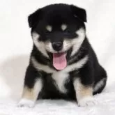 柴犬(標準サイズ)【滋賀県・女の子・2025年7月3日・黒】の写真2「お父さんの黒椿竜号【日保本部賞受賞犬】」
