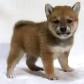 柴犬(標準サイズ)【滋賀県・女の子・2025年9月26日・赤】の写真6