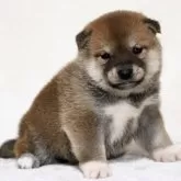 柴犬(標準サイズ)【滋賀県・男の子・2025年3月29日・赤】の写真3