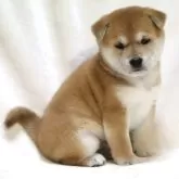 柴犬(標準サイズ)【滋賀県・女の子・2025年9月12日・赤】の写真7