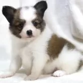 パピヨン【滋賀県・男の子・2025年7月23日・ホワイト&ブラウン】の写真9