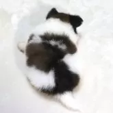 パピヨン【滋賀県・男の子・2025年7月23日・ホワイト&ブラウン】の写真9