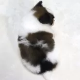 パピヨン【滋賀県・男の子・2025年7月23日・ホワイト&ブラウン】の写真10