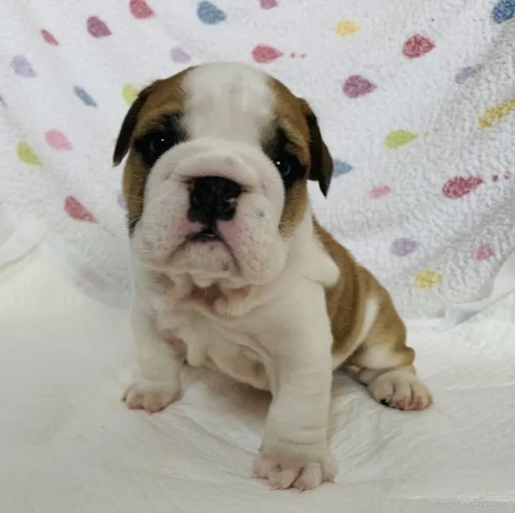 ID：2305-03086の子犬
