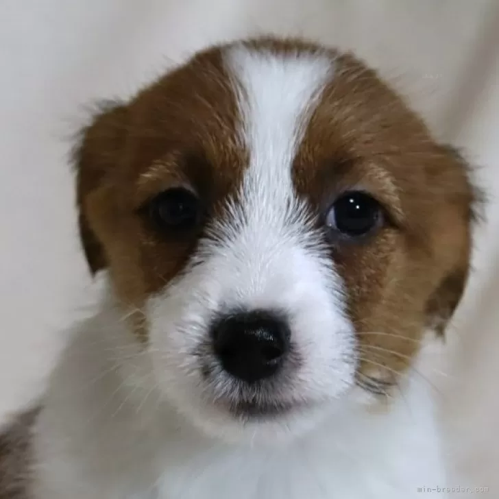 ID：2403-02784の子犬