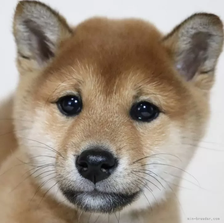 ID：2403-05072の子犬