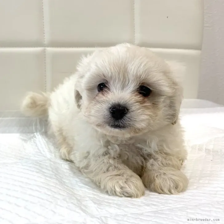ID:2310-03449の子犬