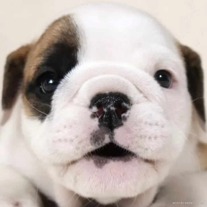 ID:2406-00051の子犬