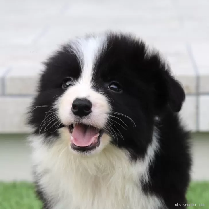 ID:2406-04670の子犬