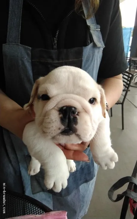 ID:2202-00450の子犬
