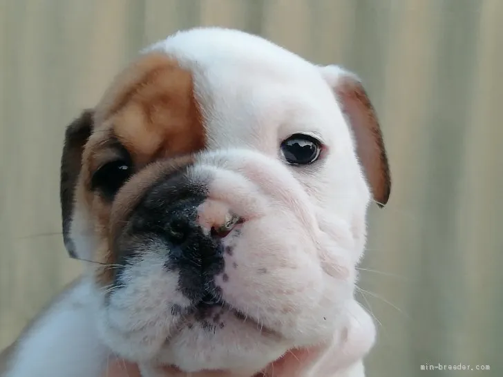 ID:2101-02991の子犬