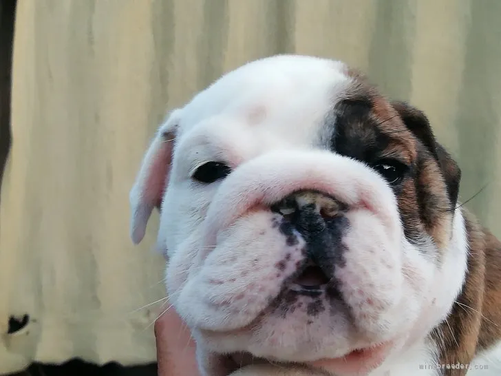 ID:2101-02988の子犬