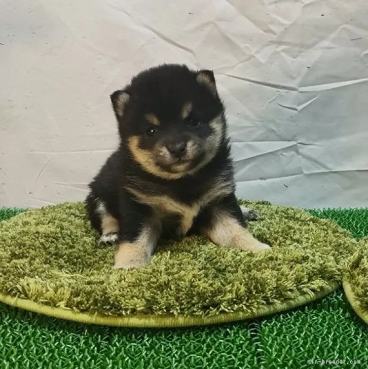 豆柴【熊本県・女の子・2025年12月22日・黒】の写真1