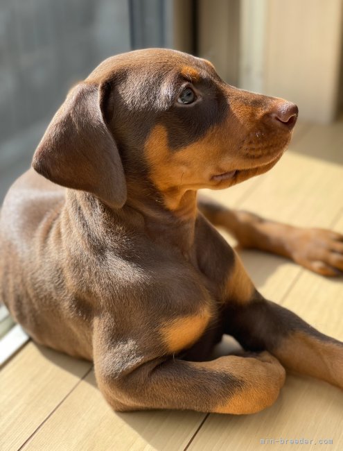当犬舎で生まれた子たちです｜冨澤　優香(とみざわ　ゆうか)ブリーダー(山梨県・ドーベルマン・JKC/PD 日本警察犬協会登録)の紹介写真4