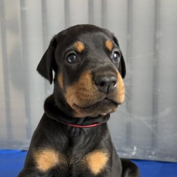 ドーベルマン【山梨県・女の子・2025年8月26日・ブラックタン】の写真「くりくりお目目が愛らしい活発な女の子」