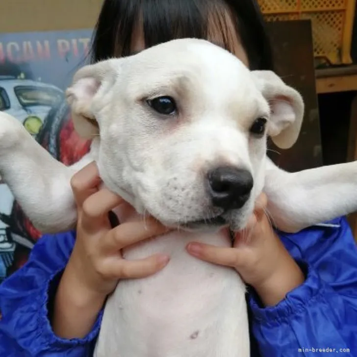 ID：2306-05702の子犬