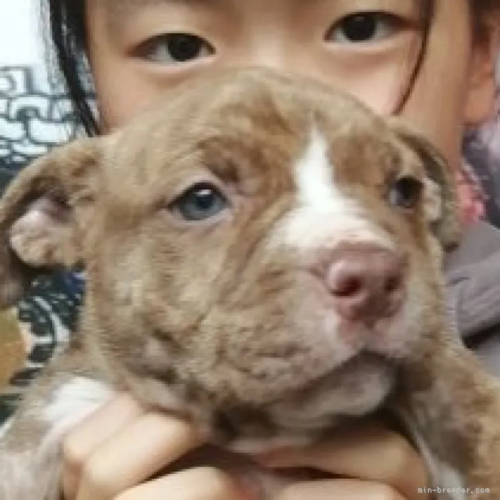 ID:2304-02970の子犬