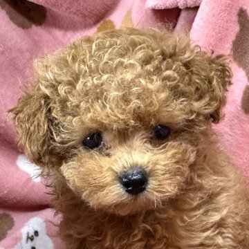 トイプードル(タイニー)【熊本県・男の子・2025年7月18日・アプリコット】の写真「お母さん似のマズルが短い可愛いハンサム君です」