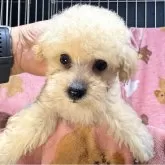 タイニープードル【熊本県・女の子・2025年7月21日・クリーム】の写真1