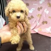 タイニープードル