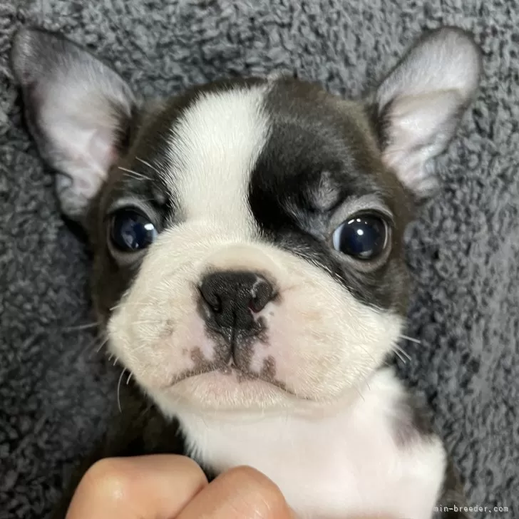 C.M 様のお迎えした子犬