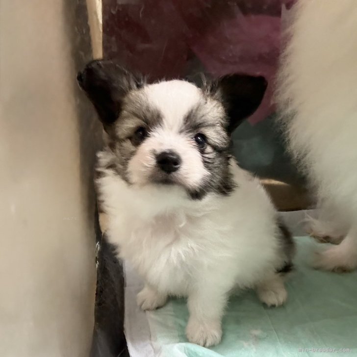 ブリーダー画像