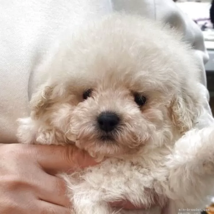 ID：2411-03080の子犬