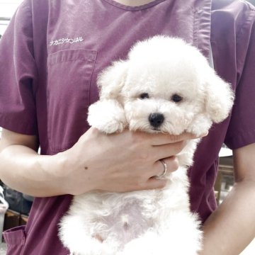 ティーカッププードル【滋賀県・男の子・2025年7月20日・ペールフォーン】の写真「優しい男の子」