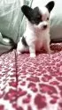 パピヨン
